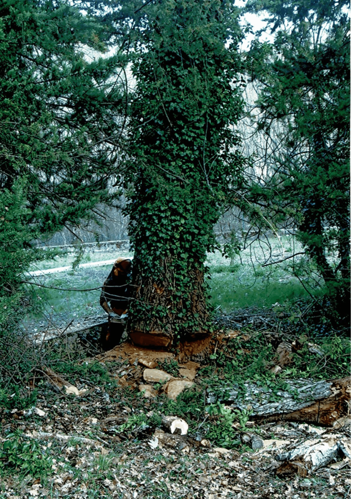 2005-à-2014_Facchineri-et-fils_Divers_Elagages