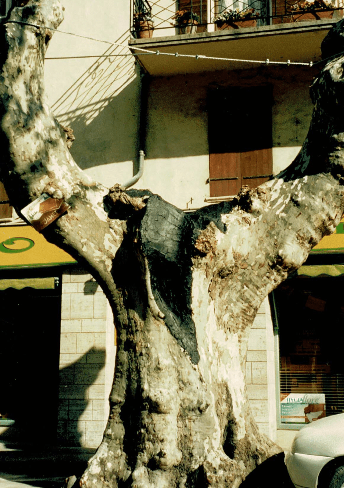 2007_Facchineri-et-fils_Buis-les-Baronnies_Elagage-sauvetage_Platanes