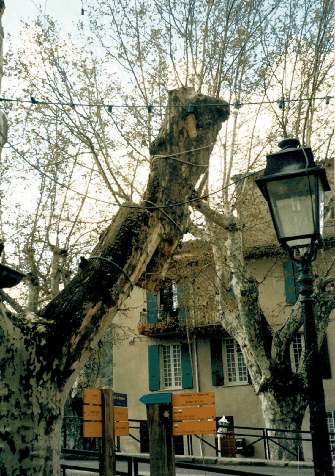 2007_Facchineri-et-fils_Buis-les-Baronnies_Elagage-sauvetage_Platanes