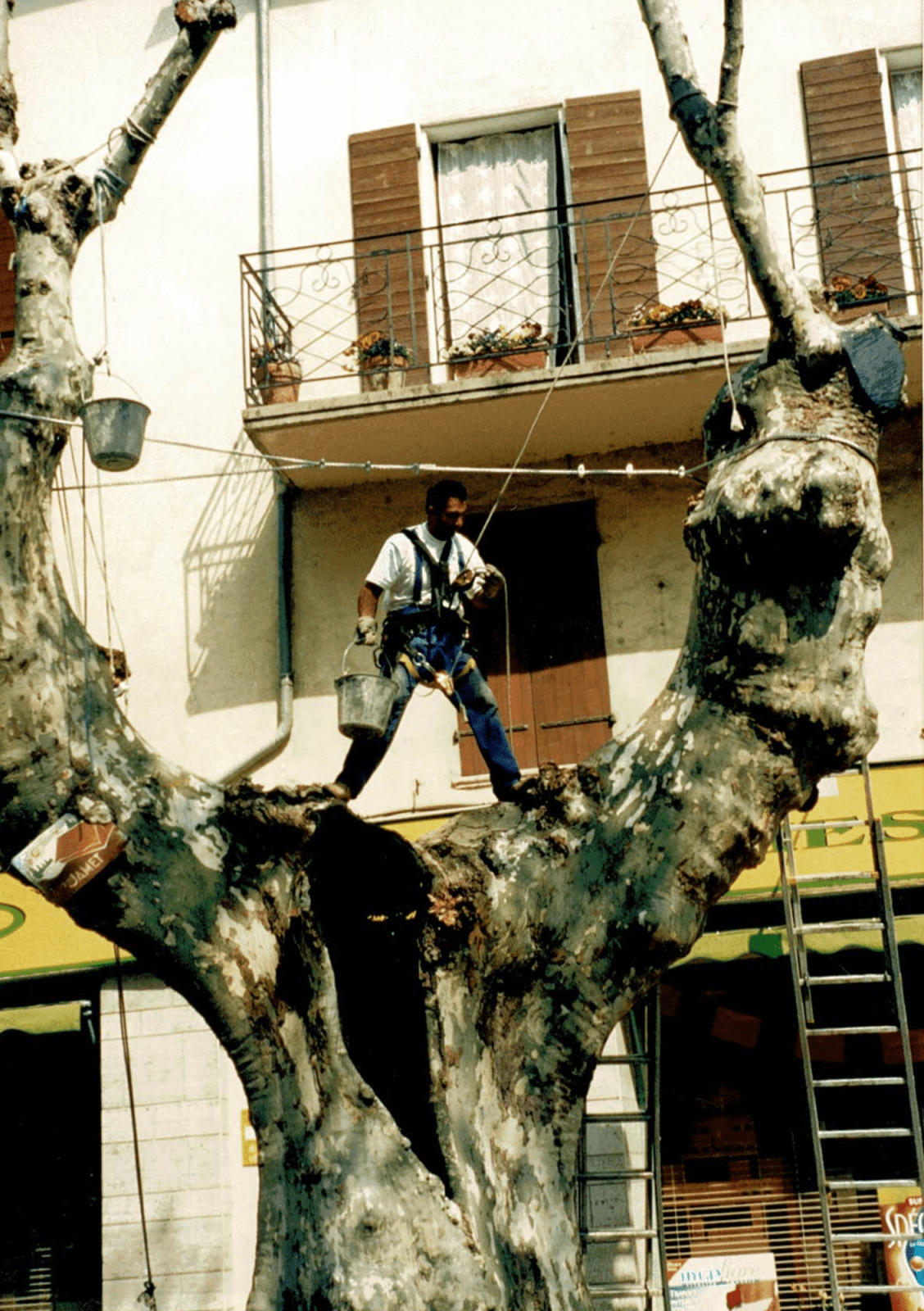 2007_Facchineri-et-fils_Buis-les-Baronnies_Elagage-sauvetage_Platanes